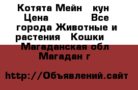 Котята Мейн - кун › Цена ­ 19 000 - Все города Животные и растения » Кошки   . Магаданская обл.,Магадан г.